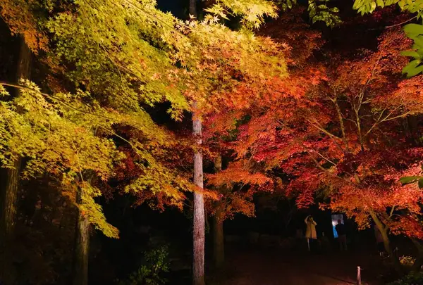 神勝禅寺 紅葉ライトアップ特別拝観の写真・動画_image_239592