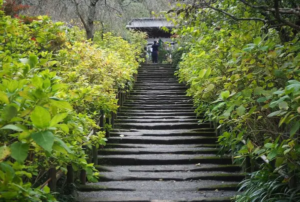 明月院（あじさい寺）の写真・動画_image_239849