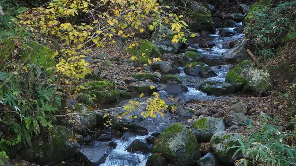 漆山神社（矢葺明神）の写真・動画_image_239902