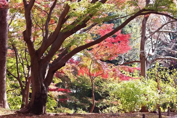 殿ヶ谷戸庭園の写真・動画_image_240024