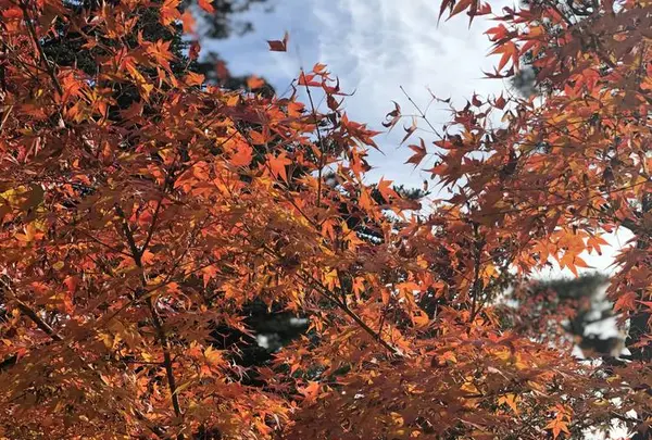 兼六園の写真・動画_image_240450