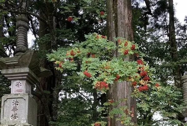 大山寺の写真・動画_image_240465