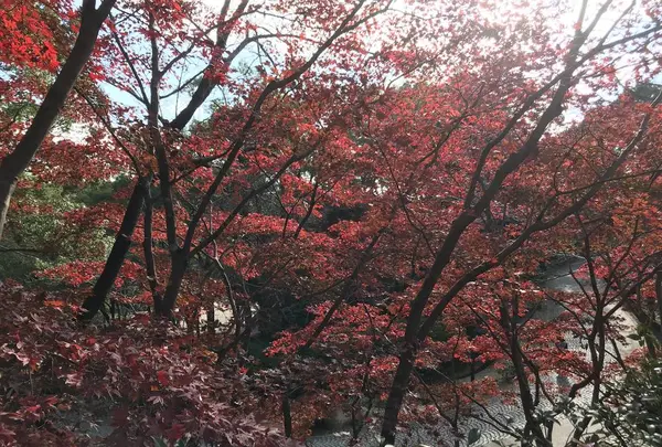 川崎市立日本民家園の写真・動画_image_240527