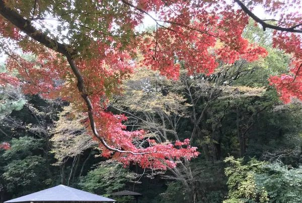 川崎市立日本民家園の写真・動画_image_240564