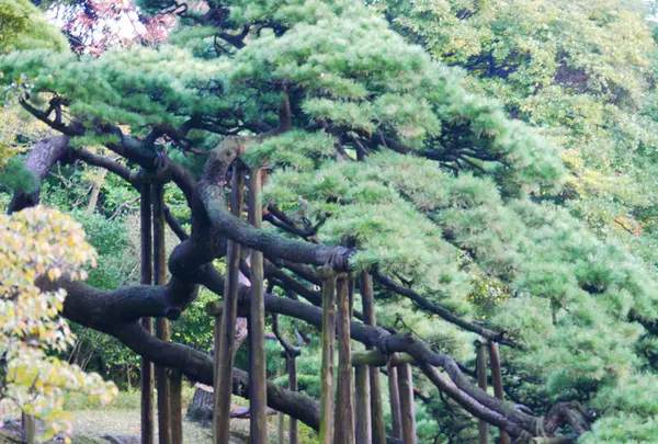 浜離宮恩賜庭園の写真・動画_image_240891