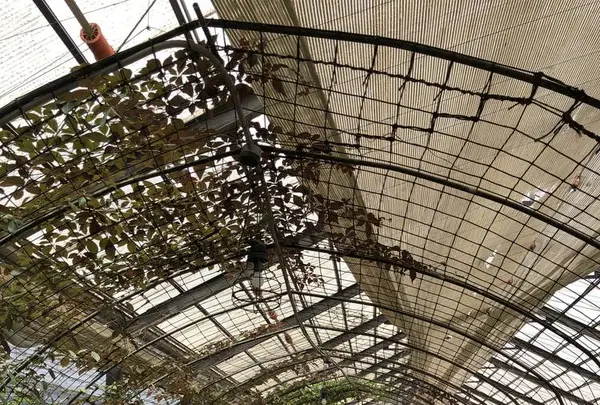 大多喜ハーブガーデンの写真・動画_image_240914