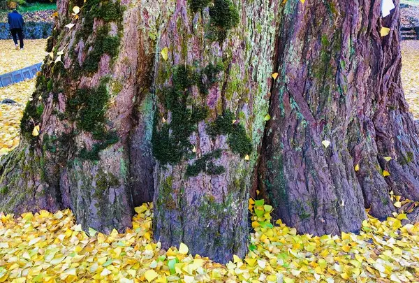 迦具神社の写真・動画_image_240985