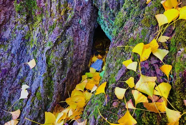 迦具神社の写真・動画_image_240986
