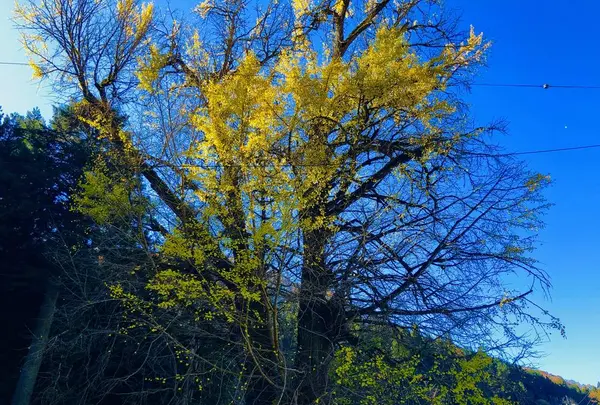迦具神社の写真・動画_image_240987