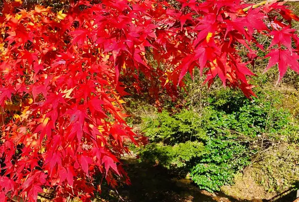 龍頭が滝の写真・動画_image_240991