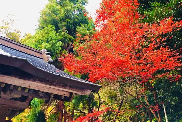 瑞光山 清水寺の写真・動画_image_241018