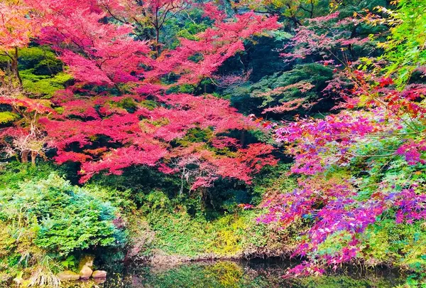瑞光山 清水寺の写真・動画_image_241019