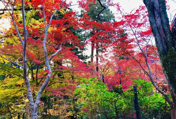 瑞光山 清水寺の写真・動画_image_241020