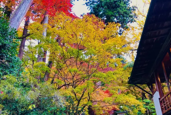 瑞光山 清水寺の写真・動画_image_241021