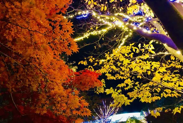 鳥取県立フラワーパークとっとり花回廊の写真・動画_image_241027