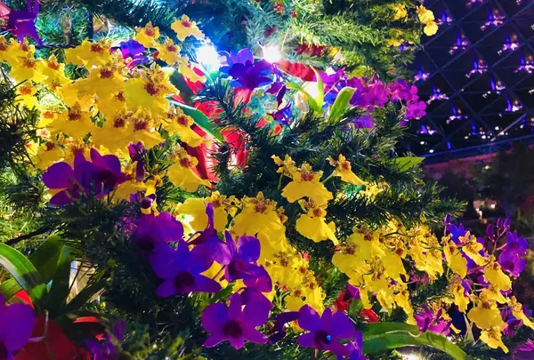 鳥取県立フラワーパークとっとり花回廊の写真・動画_image_241028