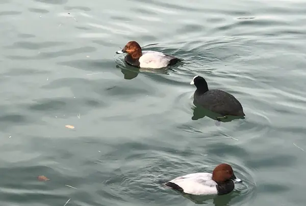 恵那峡遊覧船の写真・動画_image_241138