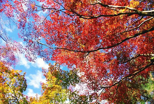宝厳院の写真・動画_image_241190