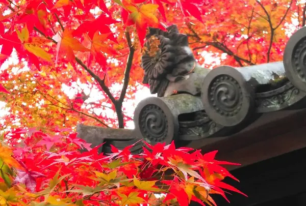 蓮華寺の写真・動画_image_241244
