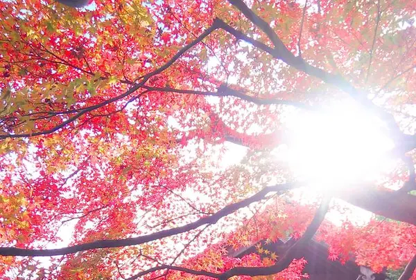 蓮華寺の写真・動画_image_241248