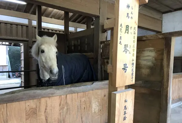 金刀比羅宮（こんぴらさん）の写真・動画_image_241322