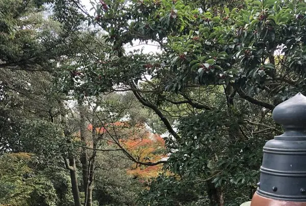 金刀比羅宮（こんぴらさん）の写真・動画_image_241324