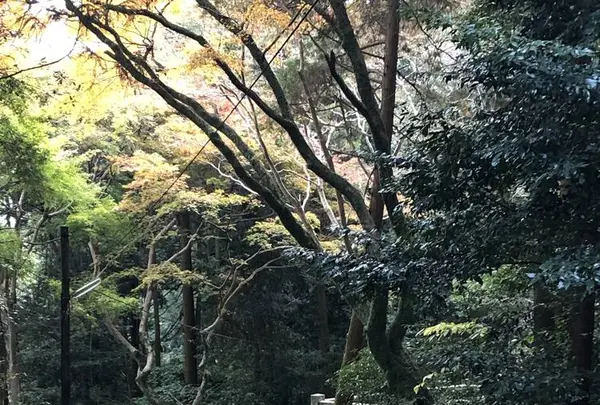 厳魂神社の写真・動画_image_241334
