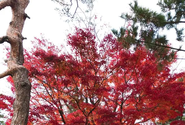 金沢城公園の写真・動画_image_241600
