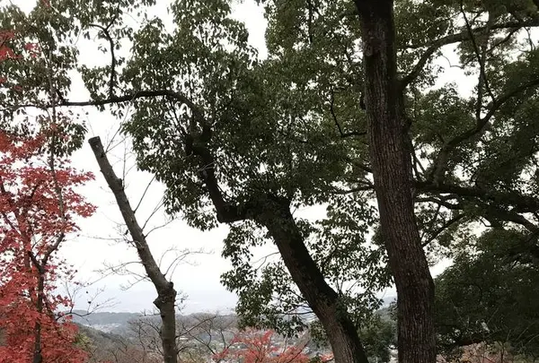 竈門神社の写真・動画_image_241776