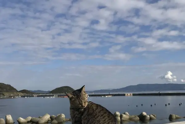 相島の写真・動画_image_241864