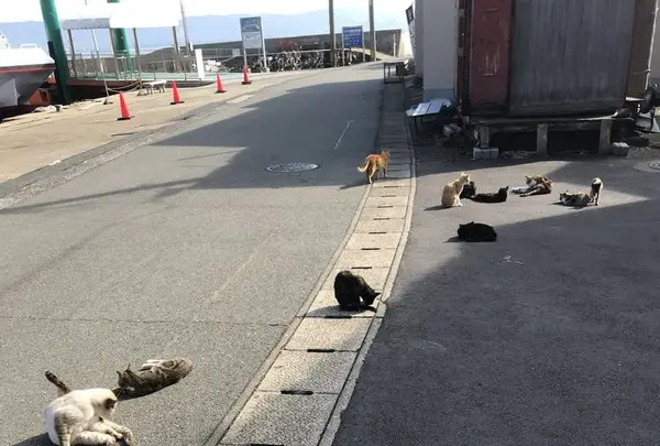 相島の写真・動画_image_241867
