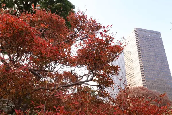 旧芝離宮恩賜庭園の写真・動画_image_241966