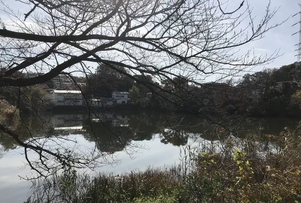 県立 三ツ池公園の写真・動画_image_242134