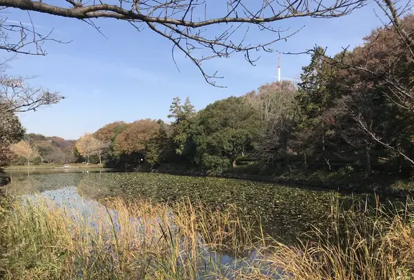 県立 三ツ池公園の写真・動画_image_242138