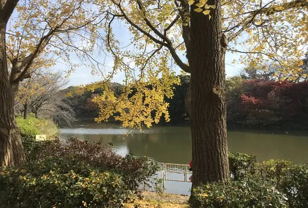 県立 三ツ池公園の写真・動画_image_242140
