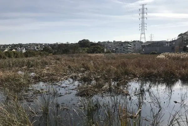 県立 三ツ池公園の写真・動画_image_242141