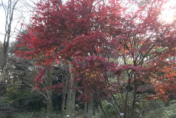 県立 三ツ池公園の写真・動画_image_242143
