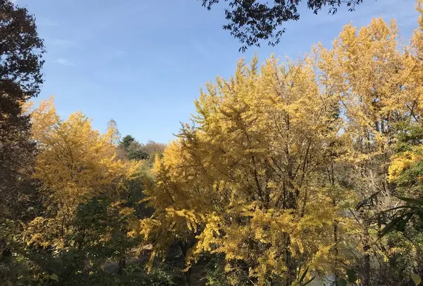 県立 三ツ池公園の写真・動画_image_242144