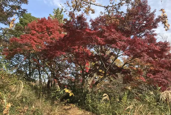 県立 三ツ池公園の写真・動画_image_242146