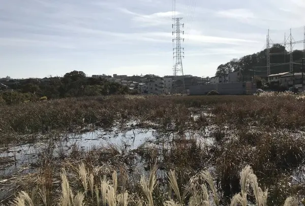 県立 三ツ池公園の写真・動画_image_242147