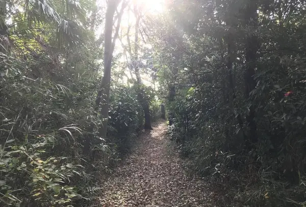 みその公園「横溝屋敷」の写真・動画_image_242199