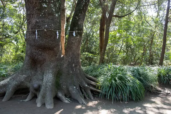 江田神社の写真・動画_image_242518