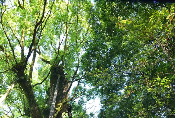 都萬神社の写真・動画_image_242556