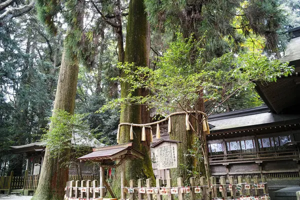 高千穂神社の写真・動画_image_242584