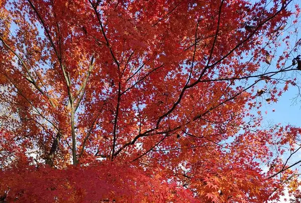 山形城 本丸一文字門の写真・動画_image_242644