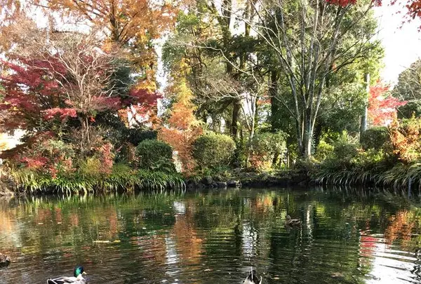 湧玉池の写真・動画_image_243254