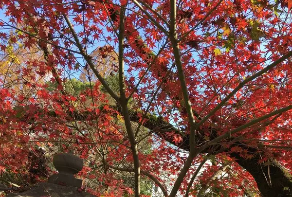 湧玉池の写真・動画_image_243255