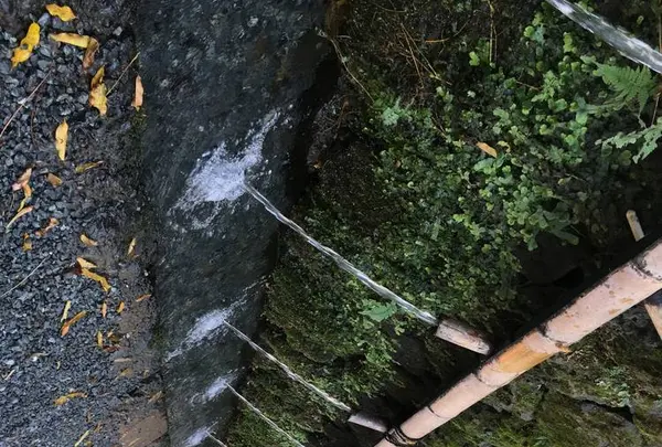 湧玉池の写真・動画_image_243257