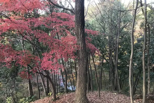 大塚・歳勝土遺跡の写真・動画_image_243818