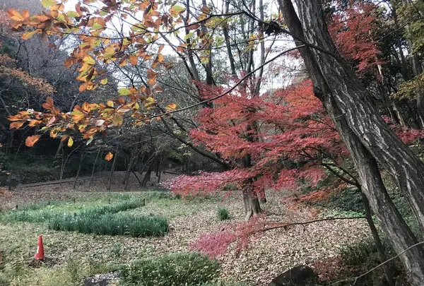 大塚・歳勝土遺跡の写真・動画_image_243821
